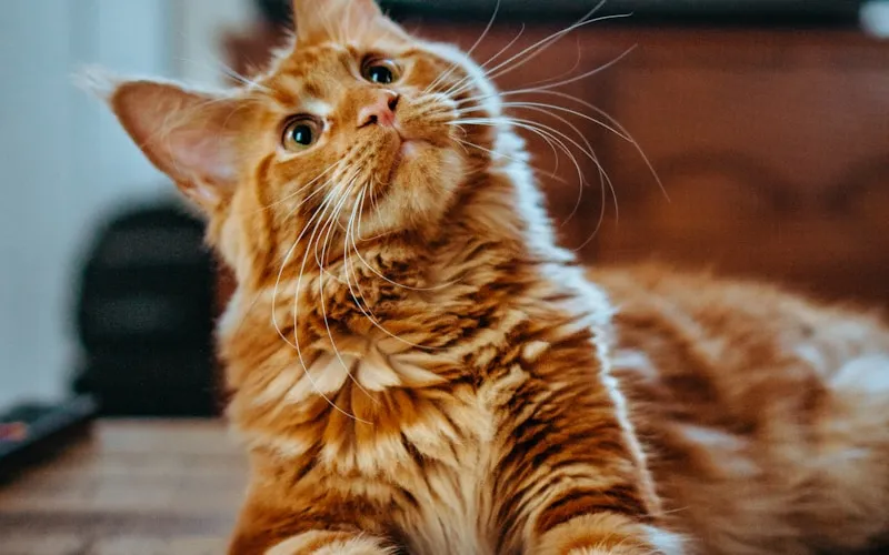 The Cat's Whiskers