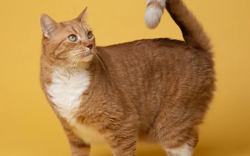 Coast Cattery