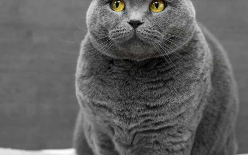 Donquest Kennels & Cattery