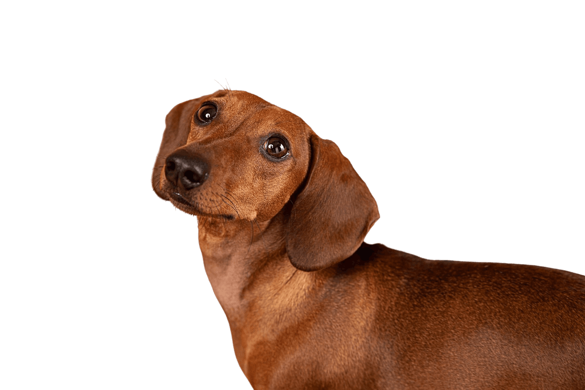 A cute dachshund dog